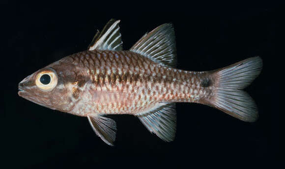 Image of Iridescent cardinalfish