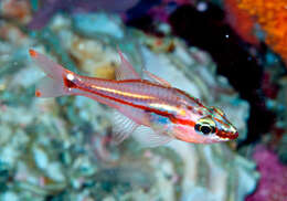 Image of Redspot cardinalfish