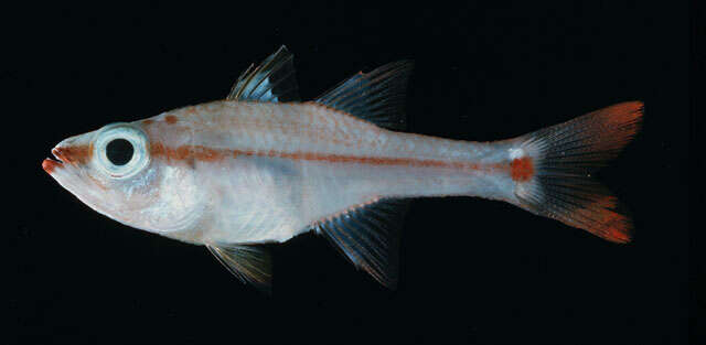 Image of Redspot cardinalfish