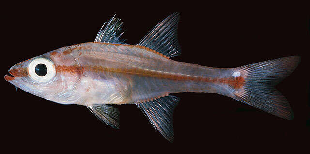 Image of Redspot cardinalfish