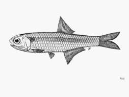 Image of Ronquillo&#39;s anchovy