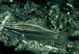 Image of Cardinal fish