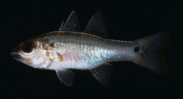 Image of Cardinal fish