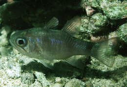 Image of Banda cardinalfish