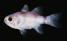 Image of Banda cardinalfish