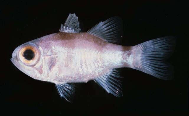 Image of Banda cardinalfish