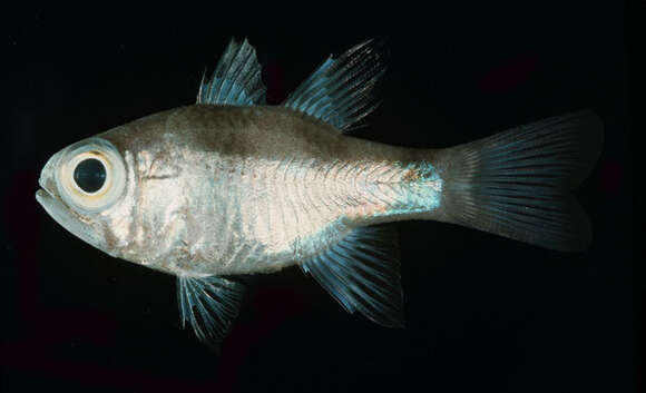 Image of Banda cardinalfish