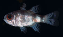 Image of Banda cardinalfish