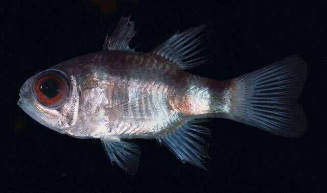 Image of Banda cardinalfish