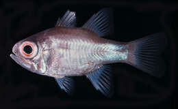 Image of Banda cardinalfish