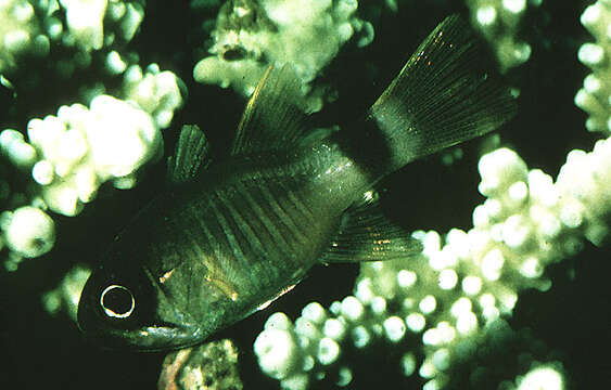 Image of Cardinalfish