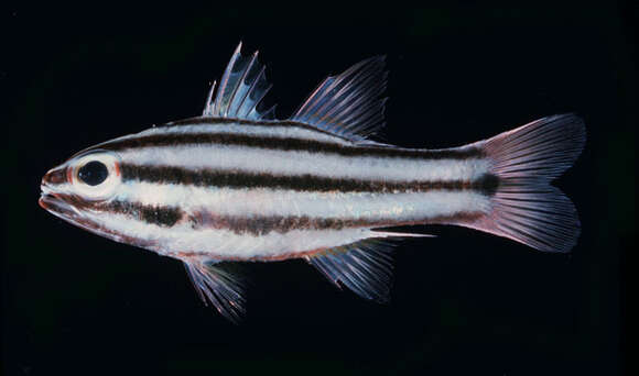 Image of Apogon angustatus