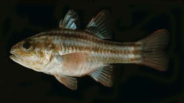 Image of Ninestripe cardinal