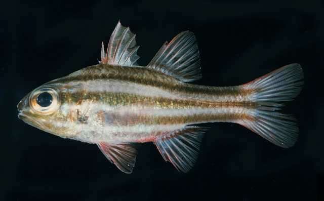 Image of Ninestripe cardinal