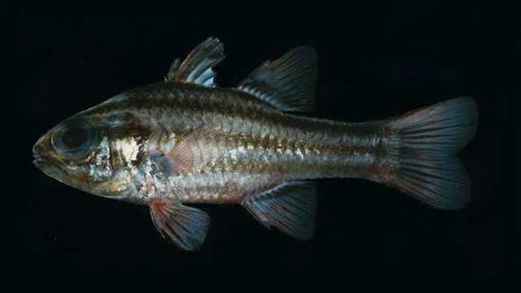 صورة Ostorhinchus taeniophorus (Regan 1908)