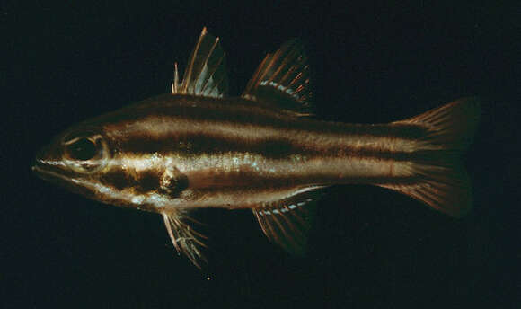 Image of Nine-banded cardinalfish