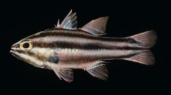 صورة Ostorhinchus novemfasciatus (Cuvier 1828)