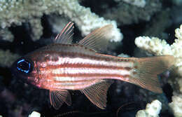 Image of Blue-eye cardinalfish