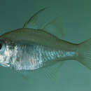 Image of Threadfin cardinalfish