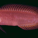 Image of Chlidichthys smithae Lubbock 1977