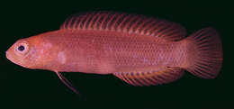 Image of Chlidichthys smithae Lubbock 1977
