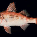 Image of Rapanui goatfish