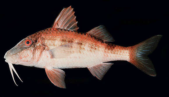 Image of Rapanui goatfish