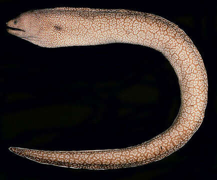 Image of Whitetip moray