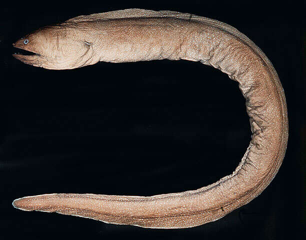 Image of Nutting&#39;s moray