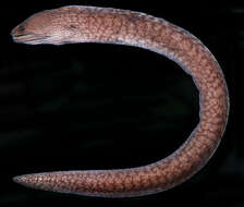 Image of Sawtooth moray