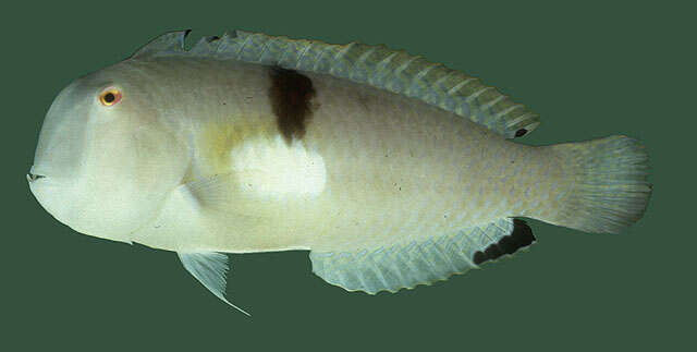 Image of Baldwin's razorfish