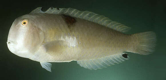 Image of Baldwin's razorfish