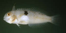 Image of Baldwin's razorfish