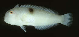 Image of Baldwin's razorfish