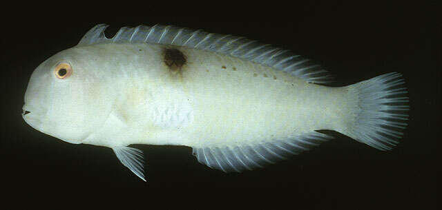 Image of Baldwin's razorfish