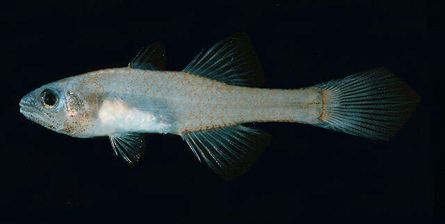 صورة Pseudamiops gracilicauda (Lachner 1953)