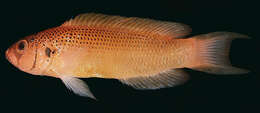 Image de Pseudochromis moorei Fowler 1931