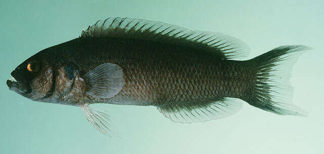 Image de Pseudochromis moorei Fowler 1931