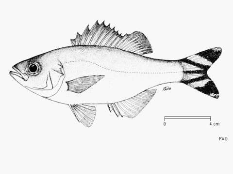 Image of Barred flagtail