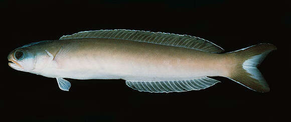 Image of Dusky tilefish