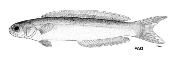 Image de Poisson couvreur pâle