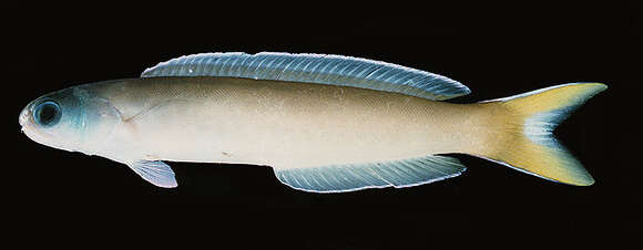 Image of Dusky tilefish