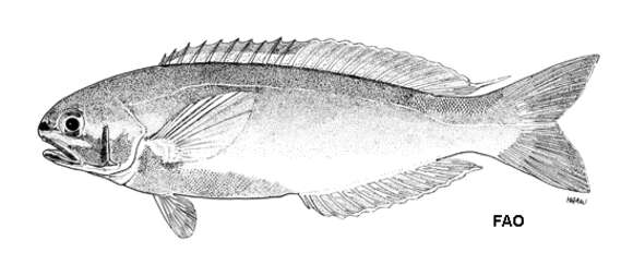 Image of Blue-saddled tilefish