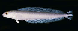 Image of Banded blanquillo