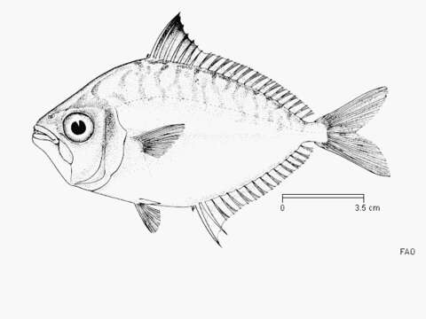 Image of Large-toothed ponyfish
