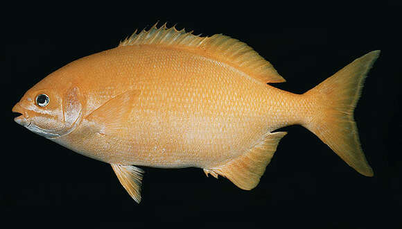 Image of Brown Chub