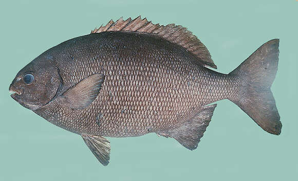 Image of Brown Chub