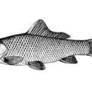 Plancia ëd Cyprinus megalophthalmus Wu et al. 1963