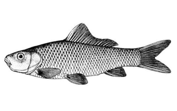 Image of Big-eye carp