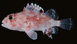 Image of McAdams scorpionfish